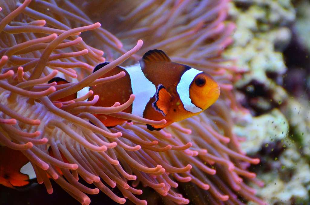 Poisson Clown Adieu à Nemo Qui Na Pas La Capacité