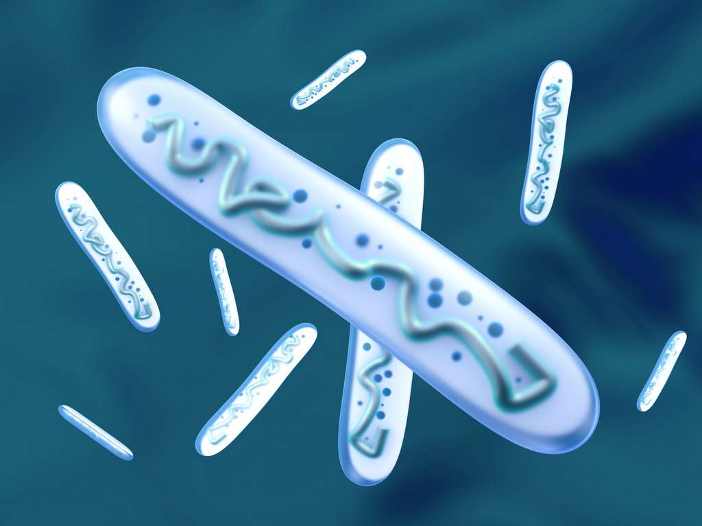 Les bactéries modifient leur ADN pour s’adapter aux changements de notre mode de vie. © Spectral-Design, Fotolia
