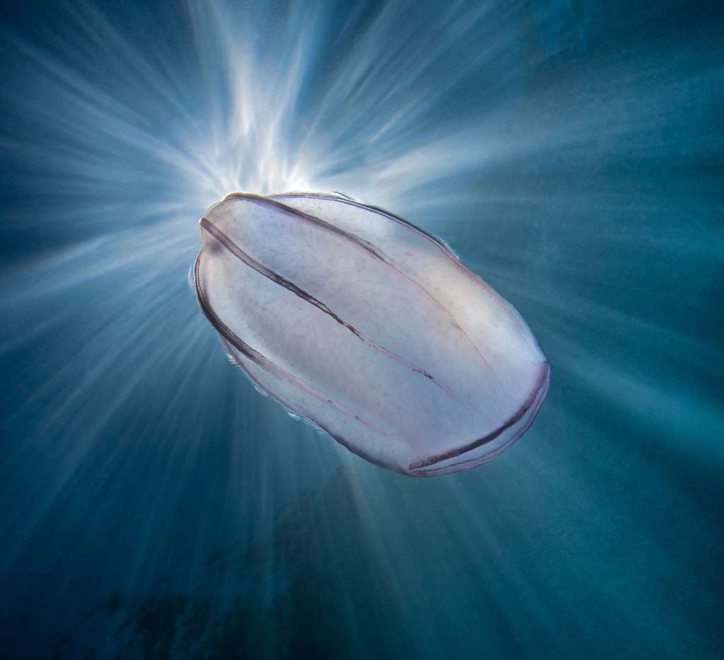 Un mystérieux cténophore au large de l’Angleterre Un mystérieux cténophore au large de l’Angleterre
