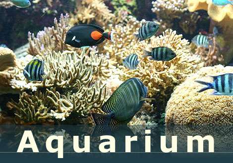 aquarium du cap d agde