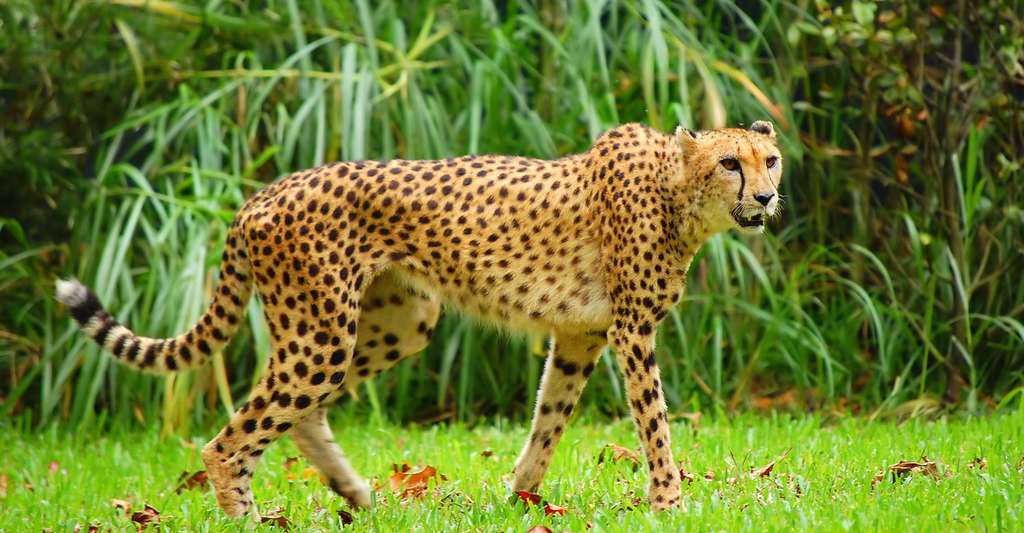 Laurie Marker Le Guepard Est En Voie D Extinction Dossier