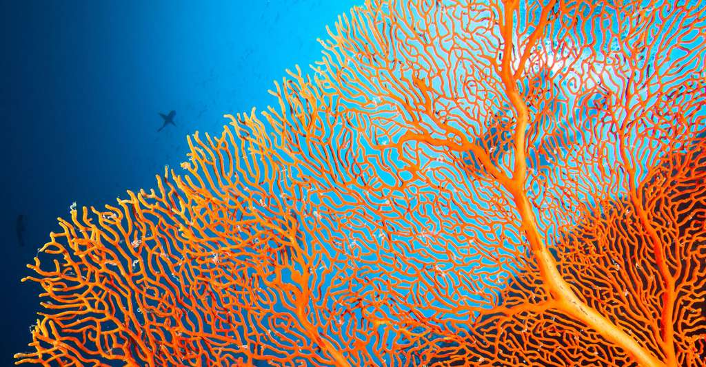 Branche de corail. © Frantisek hojdysz, Fotolia