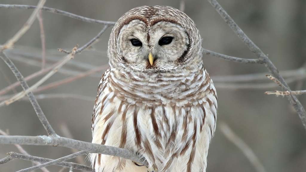 La Chouette rayée, un rapace typique de la côte est des États-Unis La Chouette rayée, un rapace typique de la côte est des États-Unis