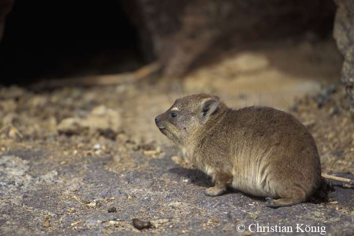 Le daman du Cap (Procavia capensis) est une espèce de mammifères de l'ordre des Hyracoidea. Superficiellement, il ressemble à une marmotte ou un gros cochon d'Inde avec ses oreilles et sa queue courte. © Christian König, DR