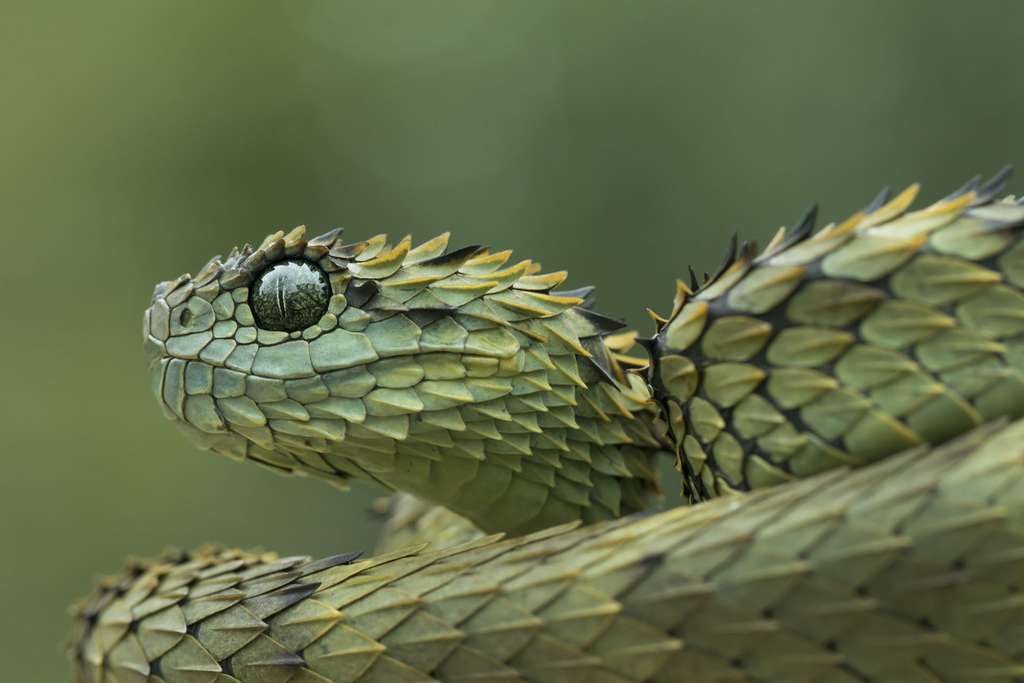 La vipère velue, un serpent à l'aspect étonnant !