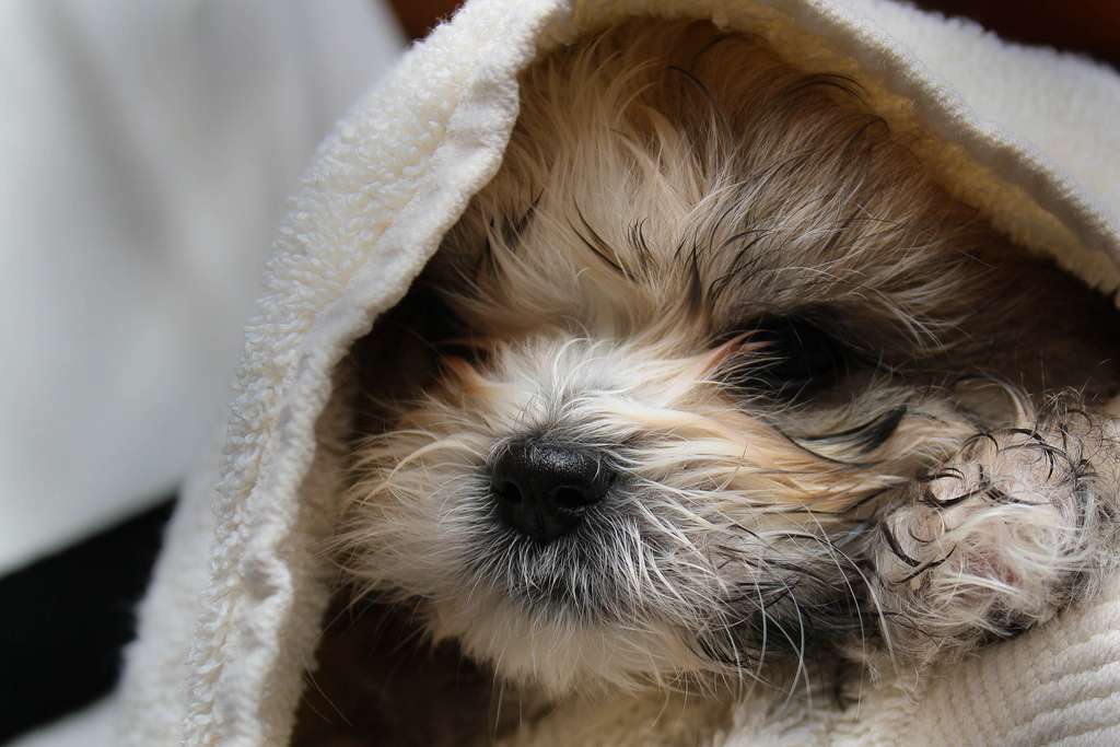 Propre comme un chiot neuf Propre comme un chiot neuf