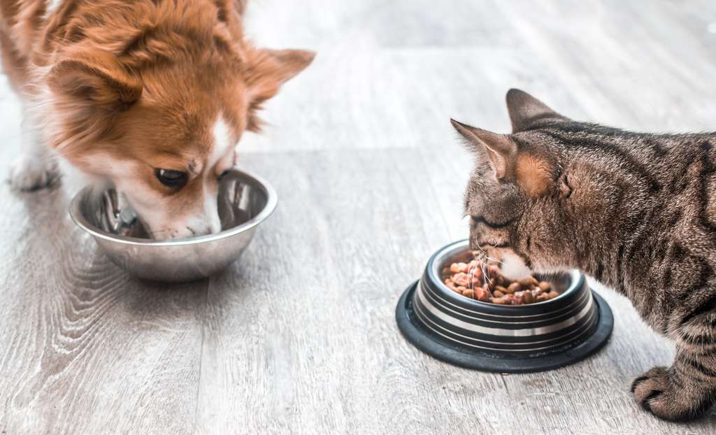 Attention à ne pas vouloir nourrir votre chien comme votre chat. L’alimentation de l’un – celle du chat surtout – n’est pas adaptée à l’autre, le chien. Et là où le premier a besoin d’un ou deux repas par jour, le second demande un accès permanent à la nourriture. Sous peine de se mettre à stresser. Et à grossir… © anastas, Adobe Stock