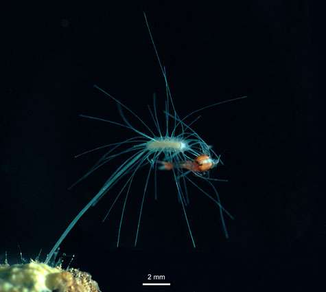 L’éponge carnivore cavernicole Asbestopluma hypogea, lors de la capture d’une proie. © Jean Vacelet