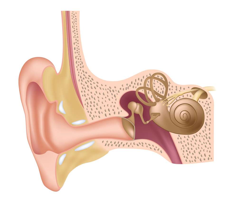 Le conduit auditif externe mène jusqu’à la membrane du tympan, derrière laquelle se trouvent les osselets situés dans l’oreille moyenne. © Alila Medical Media, Fotolia