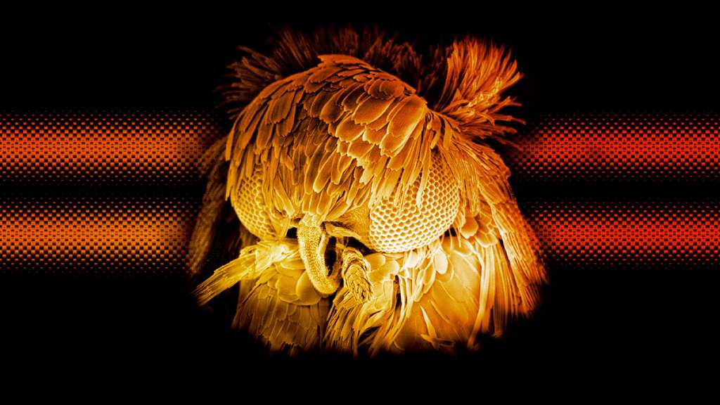 Un papillon glacillaride observé au microscope électronique Un papillon glacillaride observé au microscope électronique
