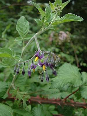Solanum dulcamara. © J.-F. Gaffard, GNU LDL 1.2