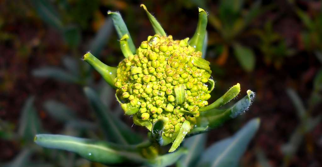 Le Pastel Des Teinturiers Isatis Tinctoria Dossier