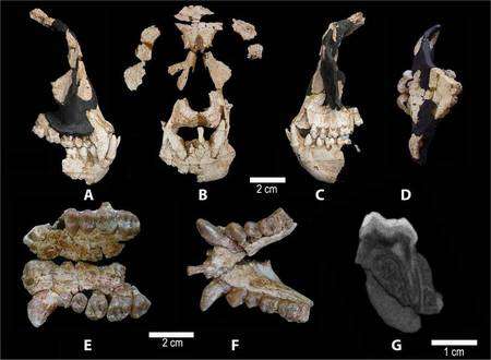 Les restes du crâne de Anoiapithecus brevirostris montrent un mélange de caractères propres à la lignée humaine et à des cousins plus lointains (cliquer sur l'image pour l'agrandir). L'ouverture nasale large, la racine de l'os zygomatique assez haute et le palais profond sont des caractères d'hominidés tandis que d'autres, comme des dents à émail épais et à capsides globuleuses, se retrouvent chez d'autres primates fossiles. De plus, certains caractères le rapprochent des kenyapithécinés, ancêtres possibles des hominidés. © Salvador Moyà-Solà et al. / Pnas