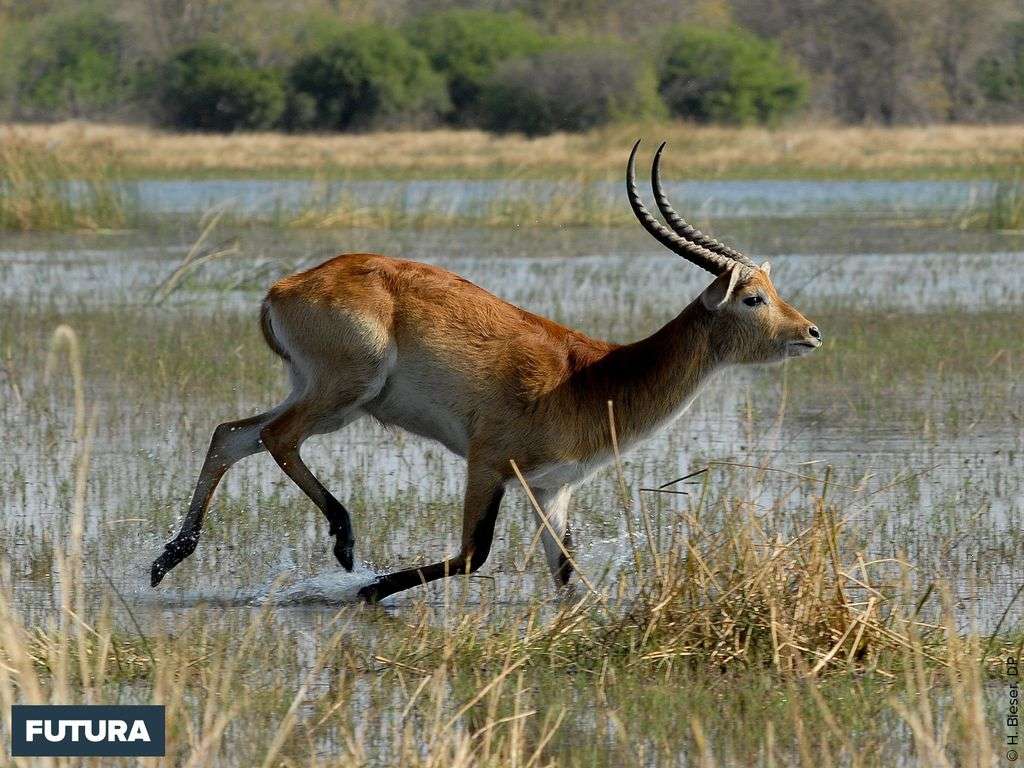Le sitatunga est une antilope originale d'Afrique, elle vit dans les marais.