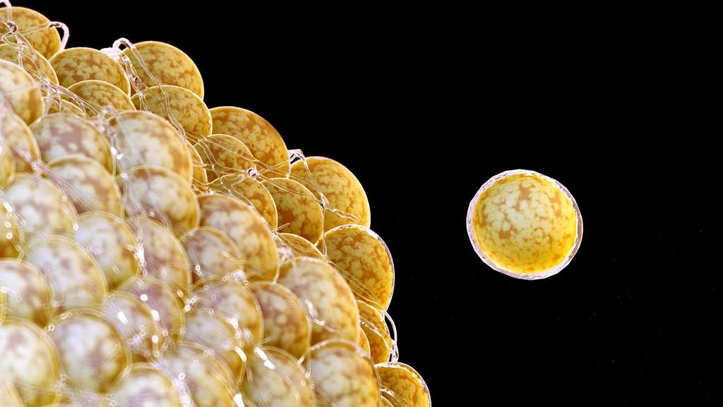 Cinq heures de sommeil pendant quatre jours augment la clairance des lipides dans le sang et donc potentiellement leur stockage dans les adipocytes.© Sebastian Kaulitzki, Fotolia Cinq heures de sommeil pendant quatre jours augment la clairance des lipides dans le sang et donc potentiellement leur stockage dans les adipocytes.© Sebastian Kaulitzki, Fotolia