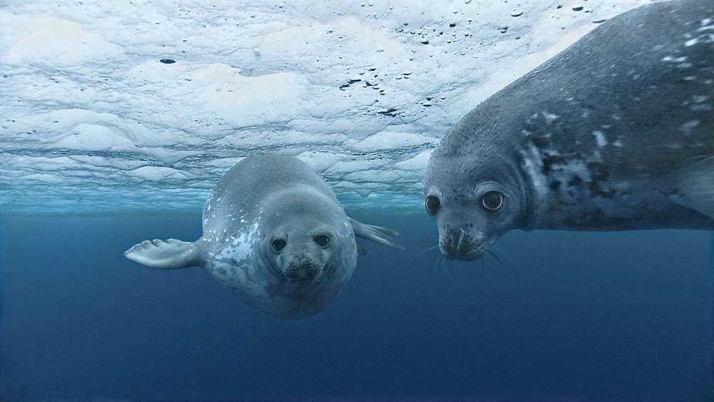 Photo Le Phoque De Weddell Et Ses Trous De Respiration Dans La Glace