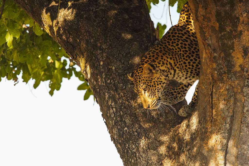 Léopard, superbe félin africain. © Graeme Green, tous droits réservés