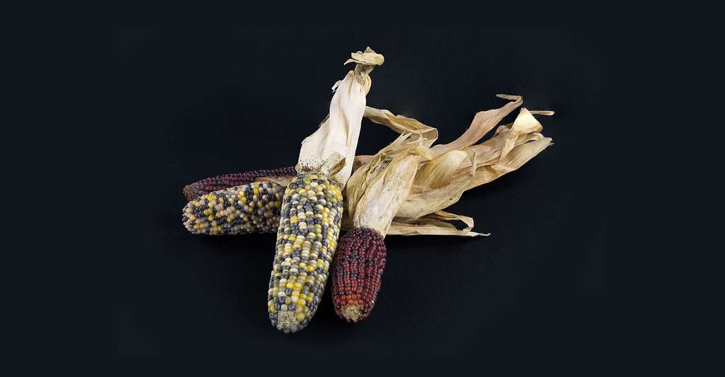 Le maïs est un aliment riche en amidon. Ici, du maïs d'Amérique latine. © Hubertl, CC by-sa 4.0