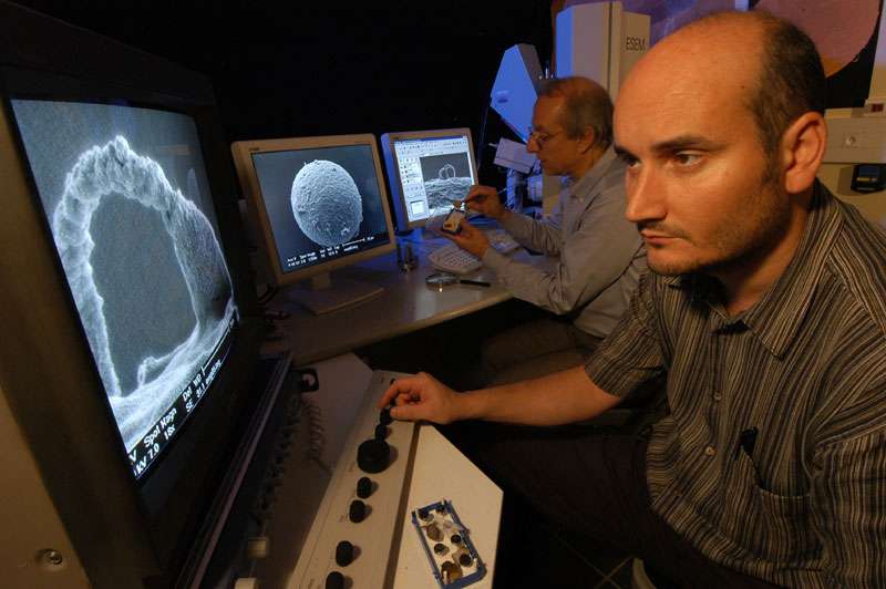 Un spermatozoïde au microscope Un spermatozoïde au microscope