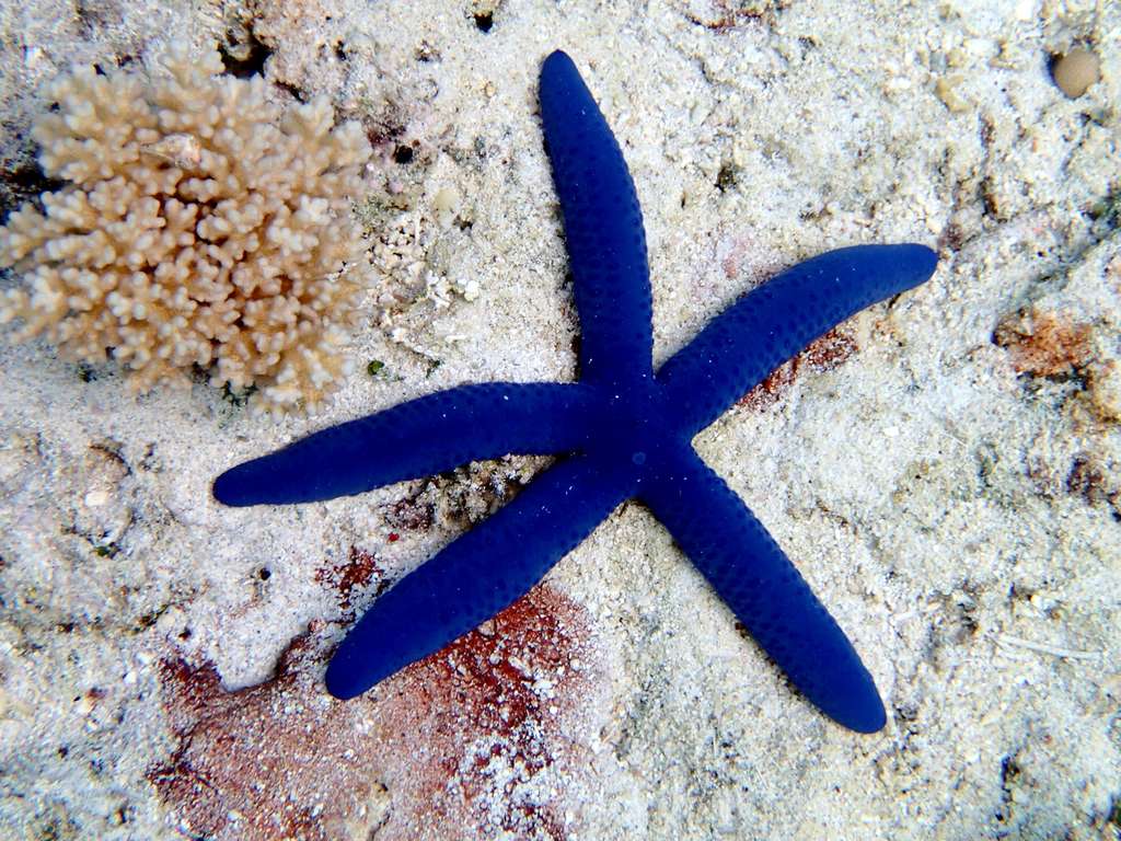 La comète de mer bleue La comète de mer bleue