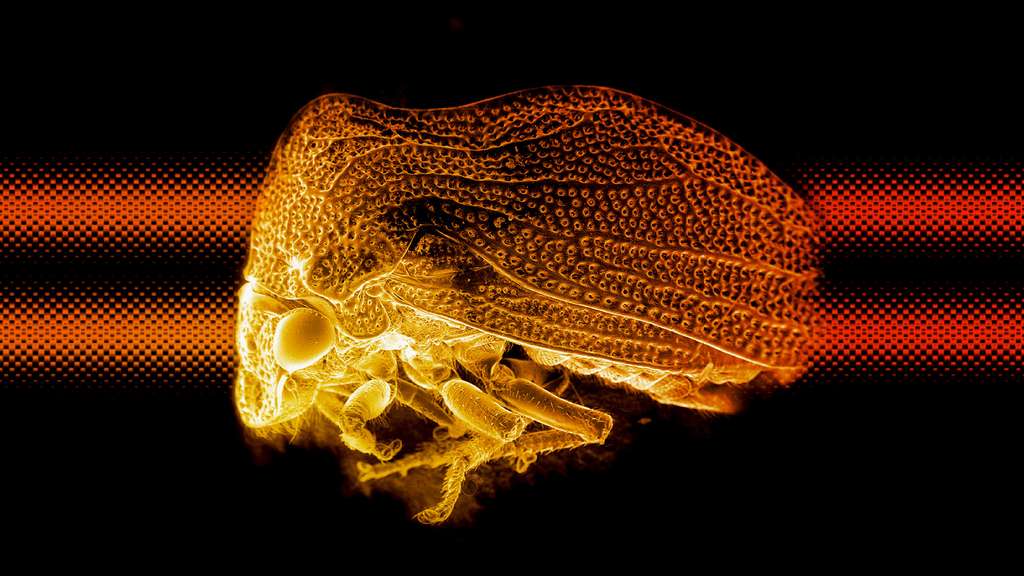 L'étrange membracide bossu observé au microscope électronique L'étrange membracide bossu observé au microscope électronique