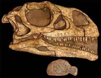 Comparaison de la taille du crâne du plus grand Massospondylus connu et de l'un de ses embryons...© Robert Reisz, University of Toronto at Mississauga