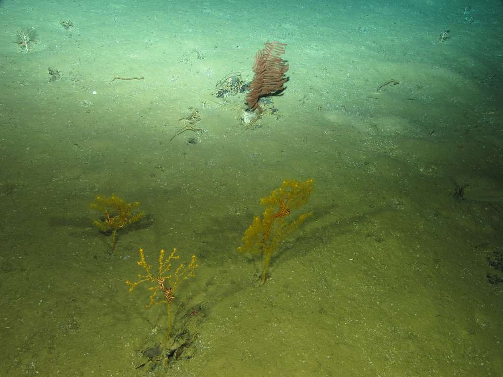 Gorgones et coraux noirs à 1.960 m de profondeur dans le mont sous-marin Ormonde, documentés pendant l'expédition Medwaves. © Medwaves, IEO, Atlas project
