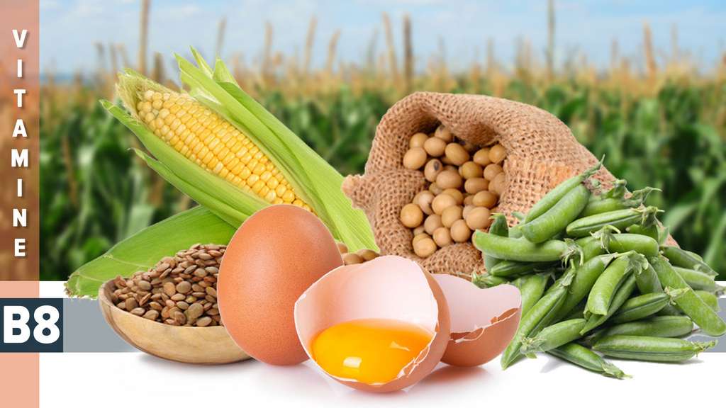 La vitamine B8 participe à plusieurs voies métaboliques La vitamine B8 participe à plusieurs voies métaboliques