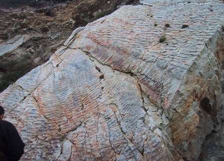 Figure 4 - Des traces, sur une plage de l’ère Primaire (450 millions d’années). © De Wever P.