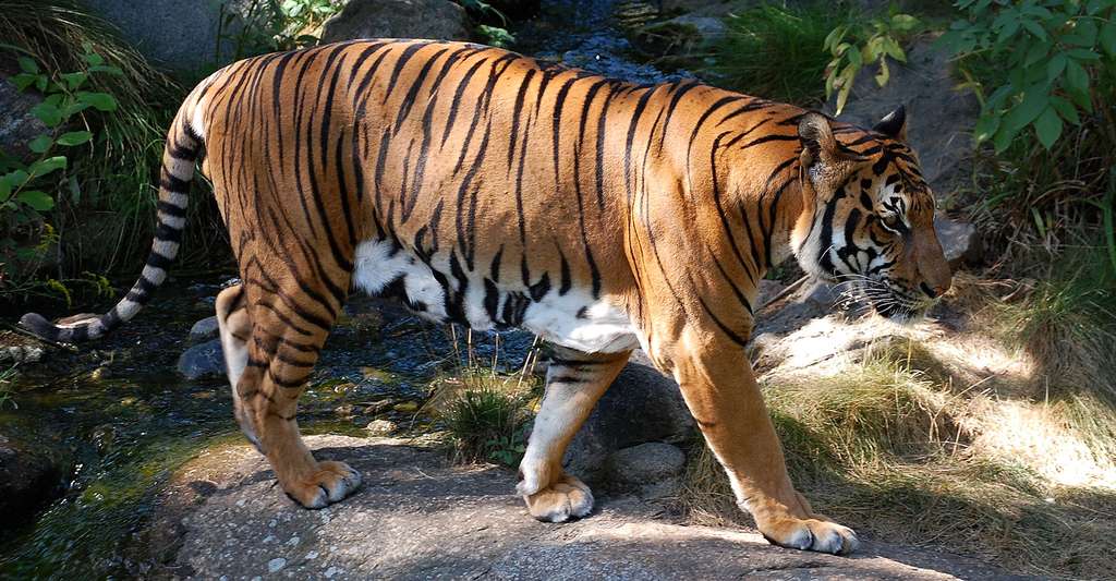 Le tigre , un beau félin. © Accipiter GFDL, Domaine public