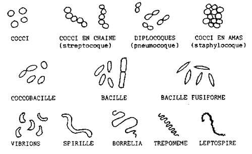 Formes des bactéries