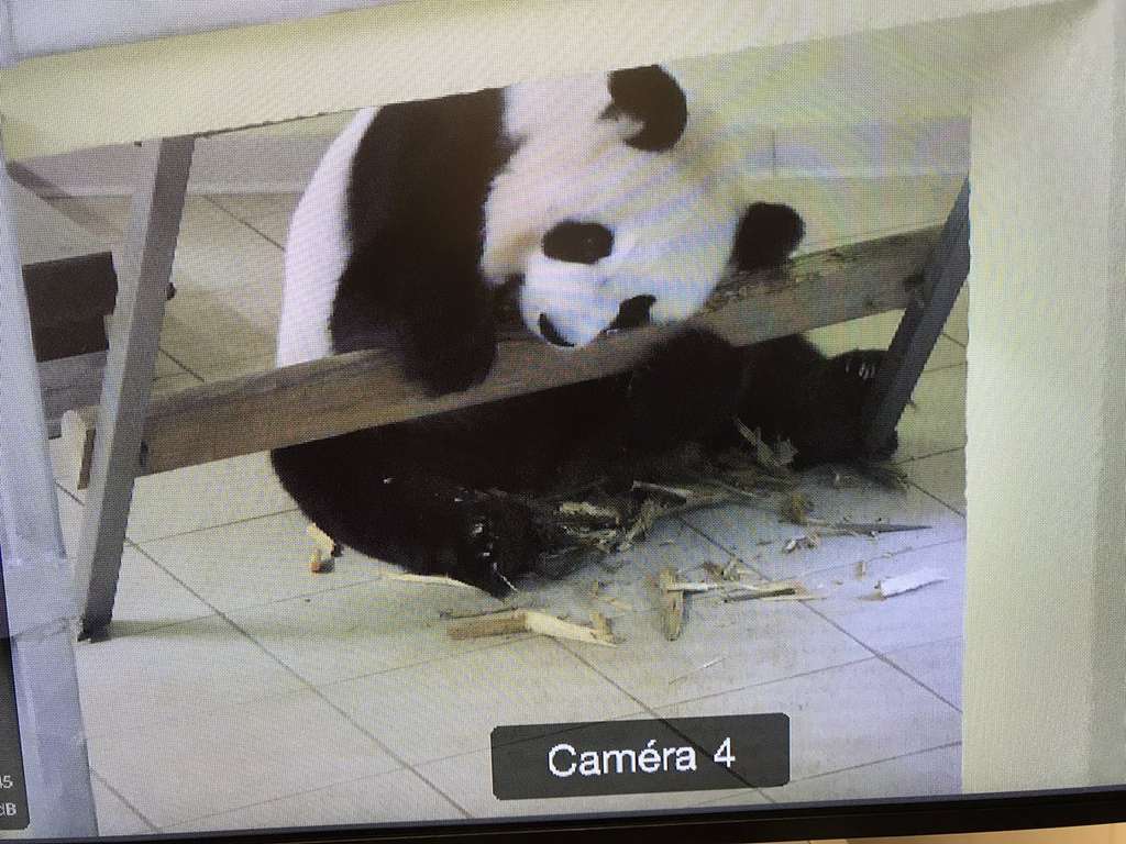 Le Panda Geant Reste Menace Dans La Nature