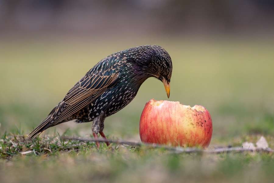 Les oiseaux aiment les pommes. © Tobias, Adobe Stock