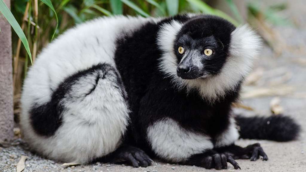 Un lémurien en danger d’extinction Un lémurien en danger d’extinction