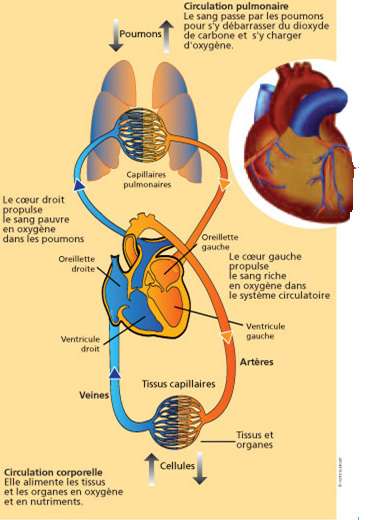 Le trajet du sang dans l'organisme. © Fédération française de cardiologie (http://www.fedecardio.com)