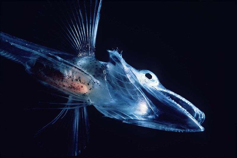 Une larve de poisson-antarctique (ou poisson des glaces). © Uwe Kils, Wikpédia, cc by sa 3.0