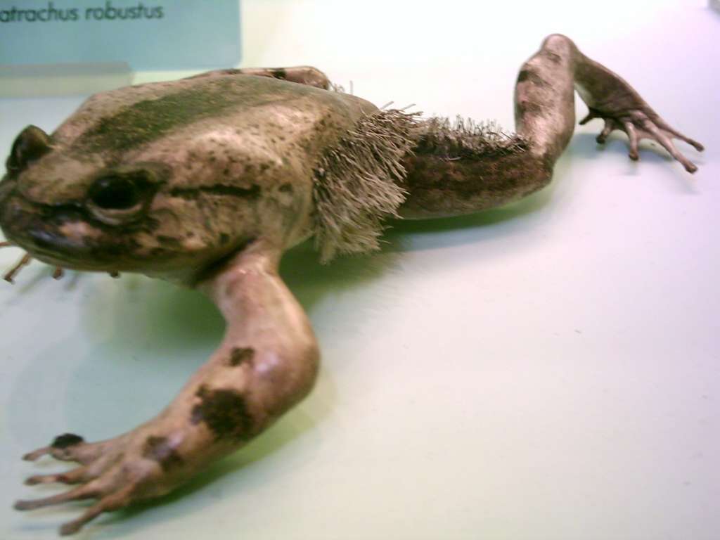 Un specimen de grenouille poilue, Trichobatrachus robustus, au Natural History Museum de Londres (Angleterre). © Gustavocarra, Wikimedia Commons, CC by-sa 4.0