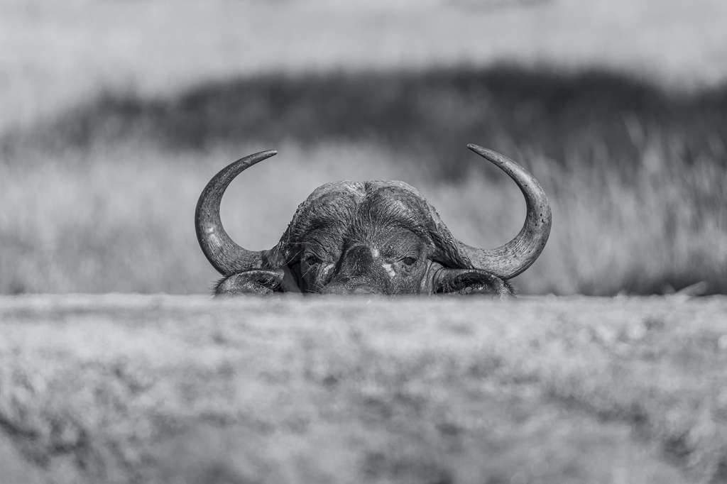 Buffle du Cap, Buffaloland, Hoedspruit, Afrique du Sud. © Heiko Mennigen, World Nature Photography Awards
