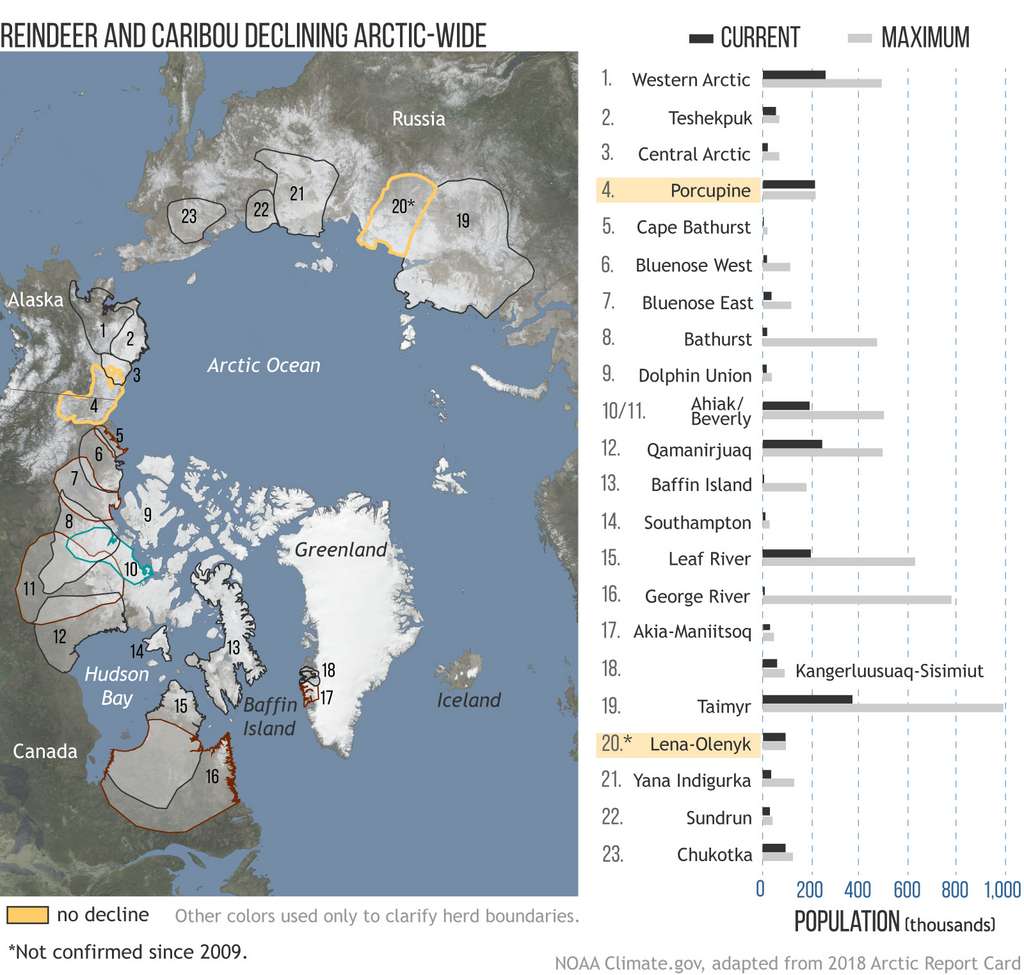 Carte montrant le territoire de 23 troupeaux majeurs de rennes ou caribous à travers l'Arctique. Le graphe à droite compare leur population actuelle (barre noire) à leur abondance historique (barre grise). Seules deux populations, en jaune, sont restées relativement stables. © NOAA Climate.gov based on data from ARC 2018