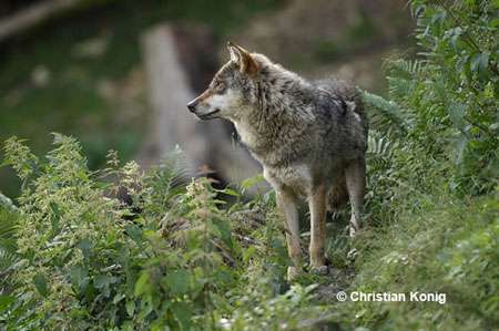 Le loup a un duvet très épais. © Christian König, Tous droits réservés