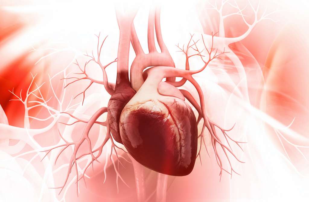 L’endocardite infectieuse aboutit à la destruction des valvules cardiaques. © abhijith3747, Adobe Stock