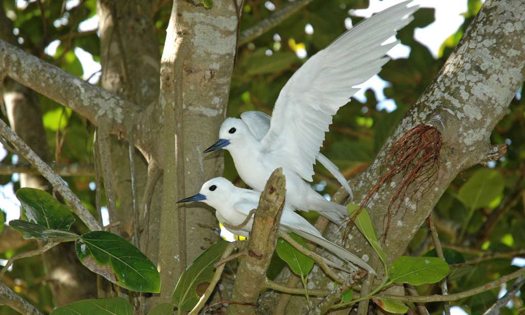 Sternes paradis ou Golan Blan, aux Seychelles Sternes paradis ou Golan Blan, aux Seychelles