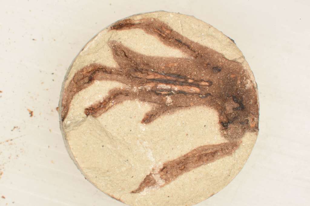 Une patte de lézard fossilisée en 24 heures. © Field Museum