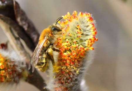 La pollinisation permet un meilleur brassage génétique. Ici, Andrena praecox, Andrène précoce ou abeille de mars. © Patrick Straub