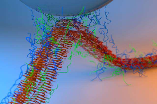 Adhésion entre la sonde de silice d’un microscope de force atomique et des fibres obtenues par la fusion de protéines de moule et de curline bactérienne. © Yan Liang, MIT