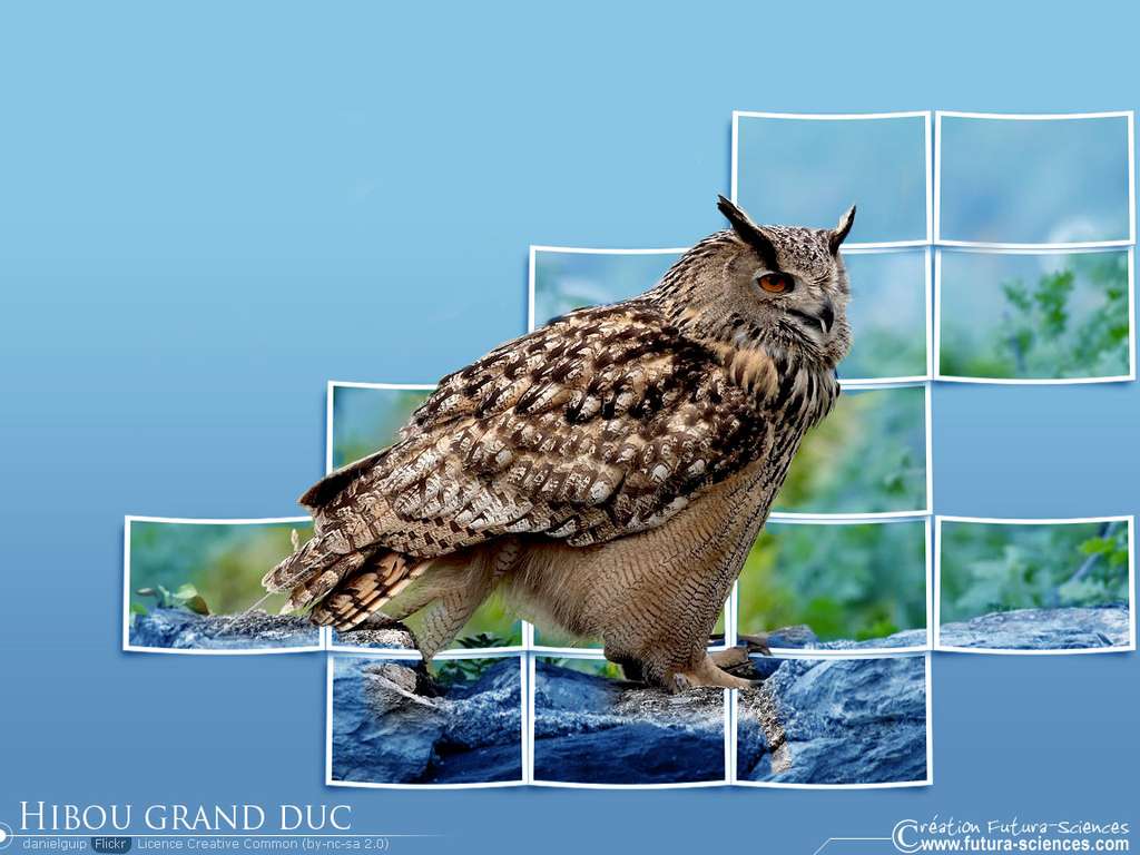 Hibou Grand Duc Hibou Grand Duc