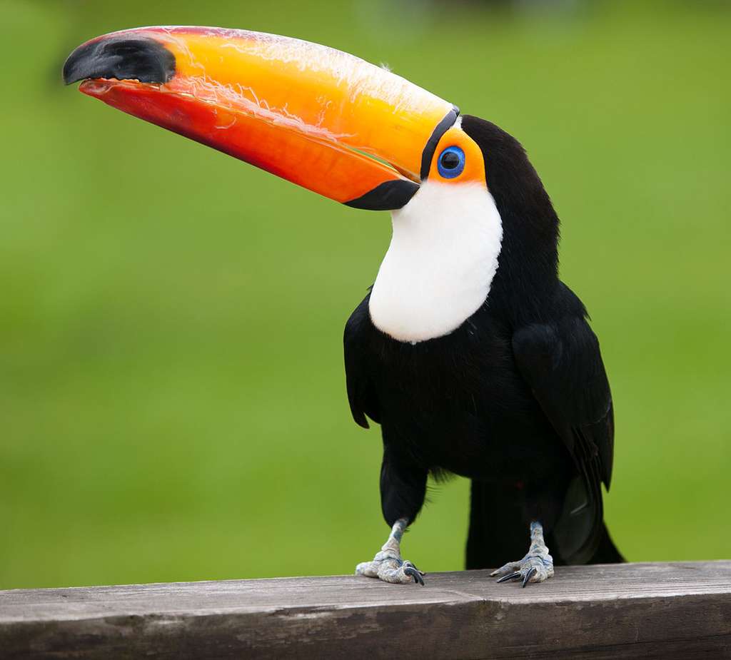 Le toucan toco a un bec orange, un plumage noir et la gorge blanche. © William Warby, Wikimedia Commons, CC by 2.0