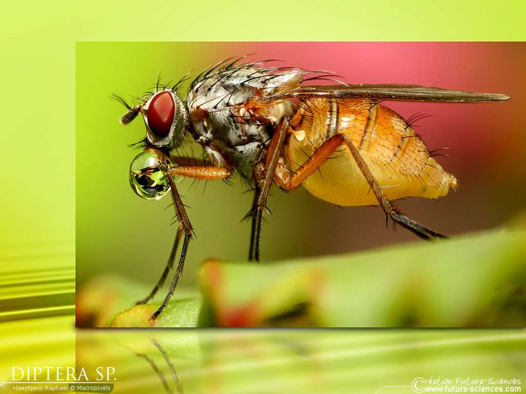 Diptera SP. Diptera SP.
