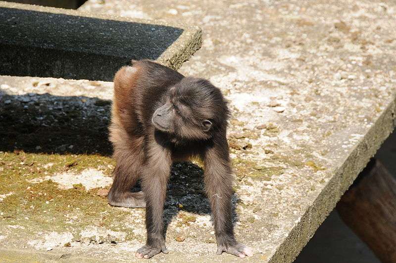 Macaque de Tonkean juvénile. © Thomas Bresson, CC by 2.0