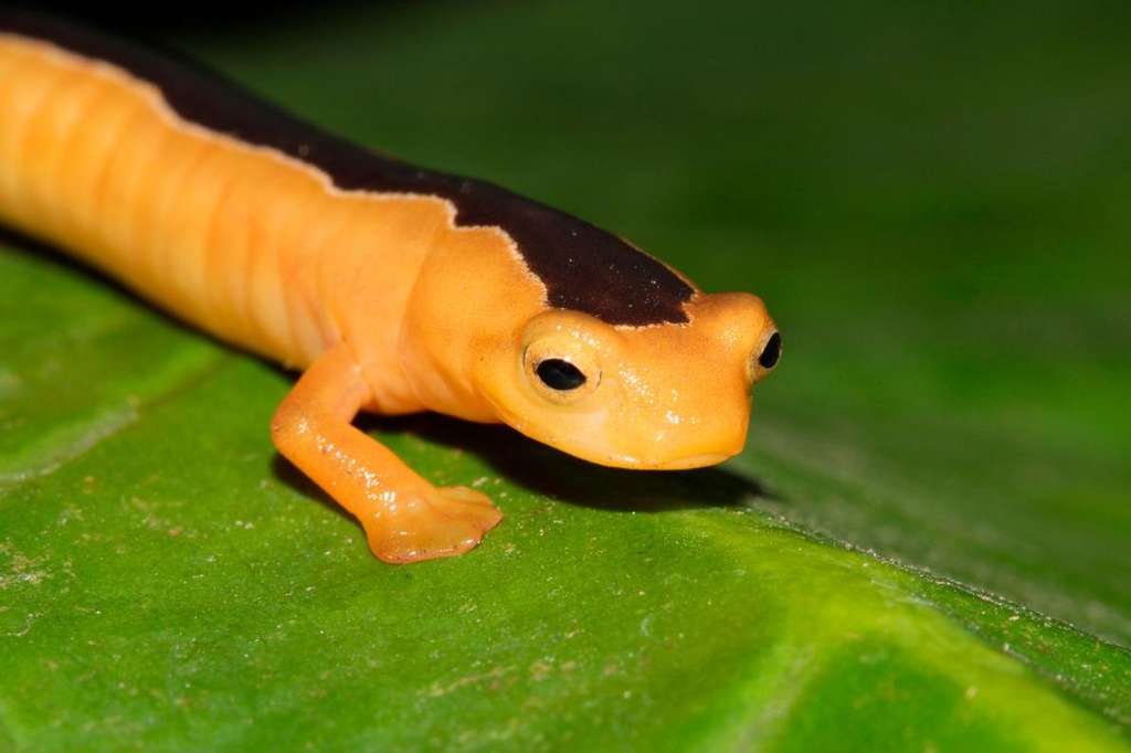 Une Salamandre Presumee Eteinte Fait Son Grand Retour